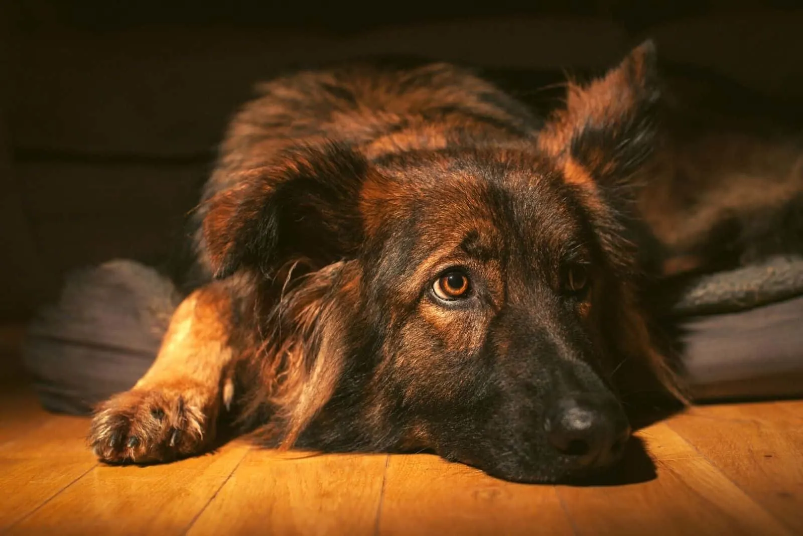 Relaxed German Shepherd Dog laid on his bed indoors on a wooden floor, lit with torch