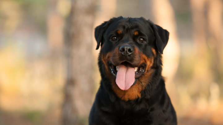 Rottweiler Breeders And How To Choose The Best One