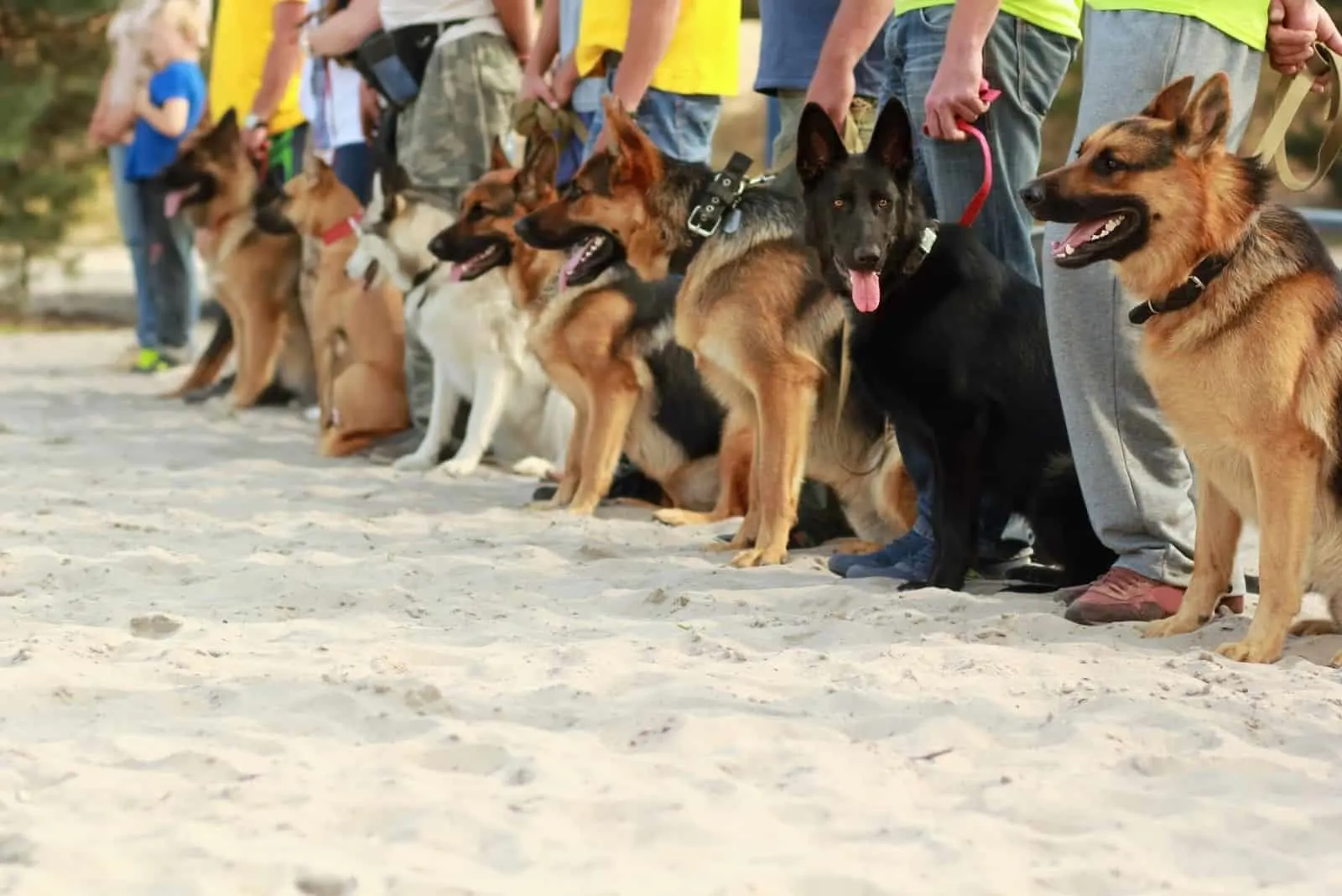 Row of german shepherd dogs on leashes next to their owners at the dog's exhibition