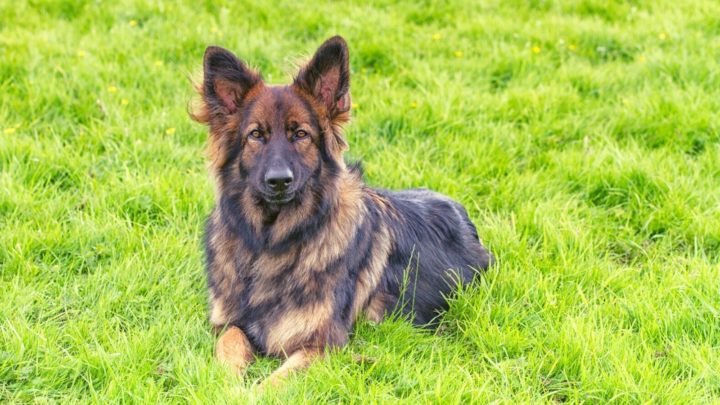Sable German Shepherd: What You Didn’t Know