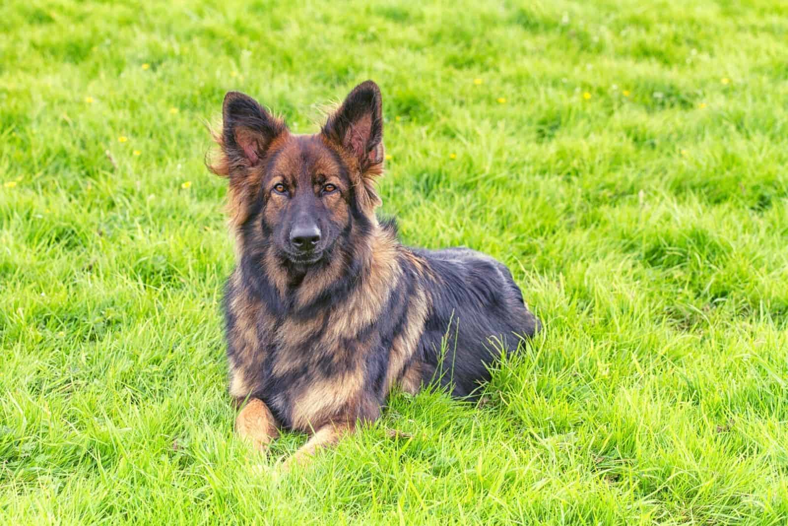 sable German Shepherd Dog laid on grass looking at the camera
