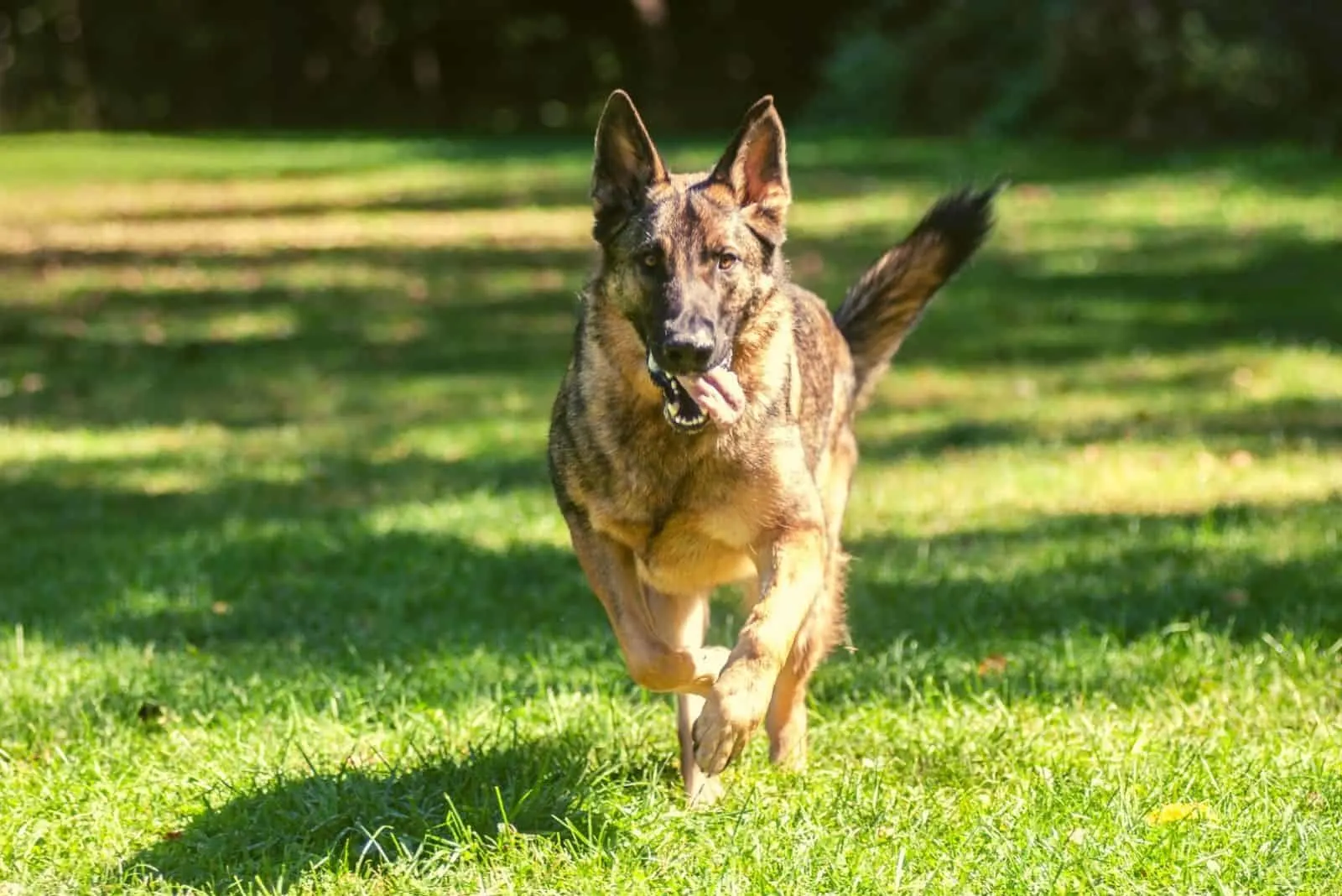 Sable German Shepherd dog running in the park