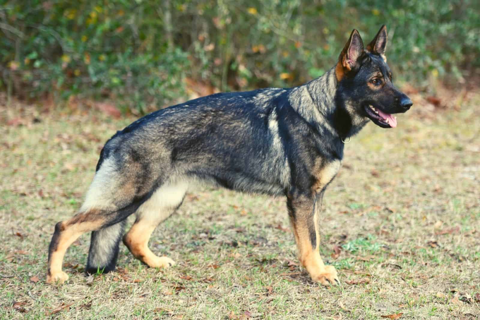 Sable German Shepherds stretching his leg outdoors