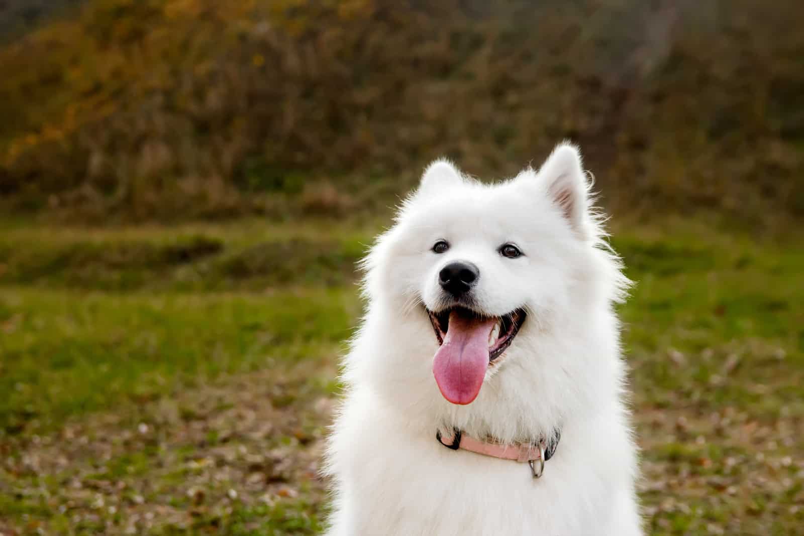 Samoyed Dog portrait in autumn park