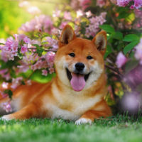 shiba inu among flowers