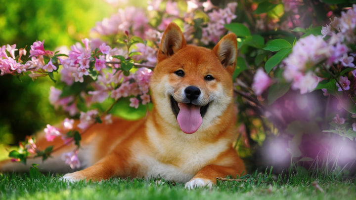 10 Best Shiba Inu Rescues For Adoption