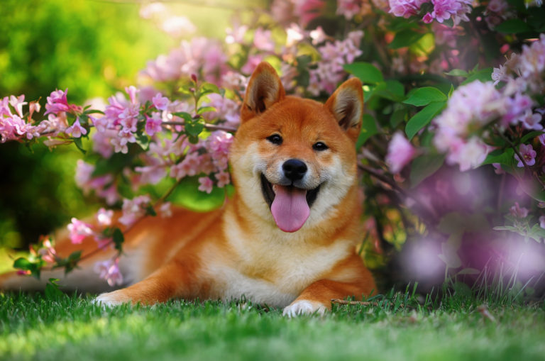 shiba inu among flowers