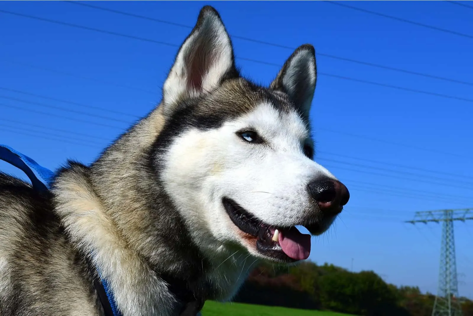 Siberian husky with blue eyes
