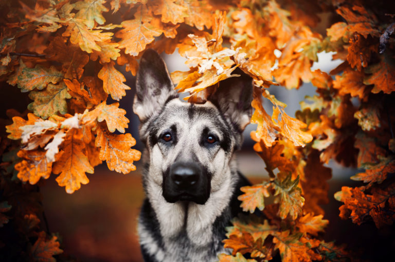 silver german shepherd among autumn leaves
