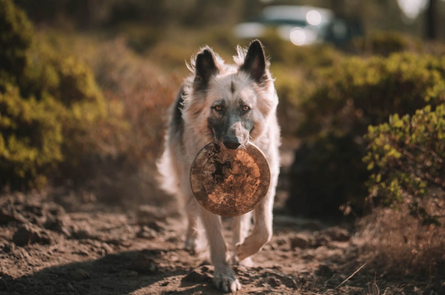 Silver German Shepherd: A GSD Worth The Gold