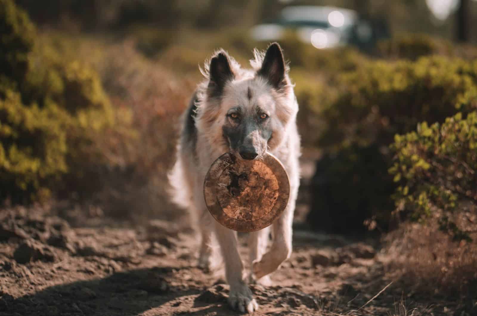 silver german shepherd with a frisbee