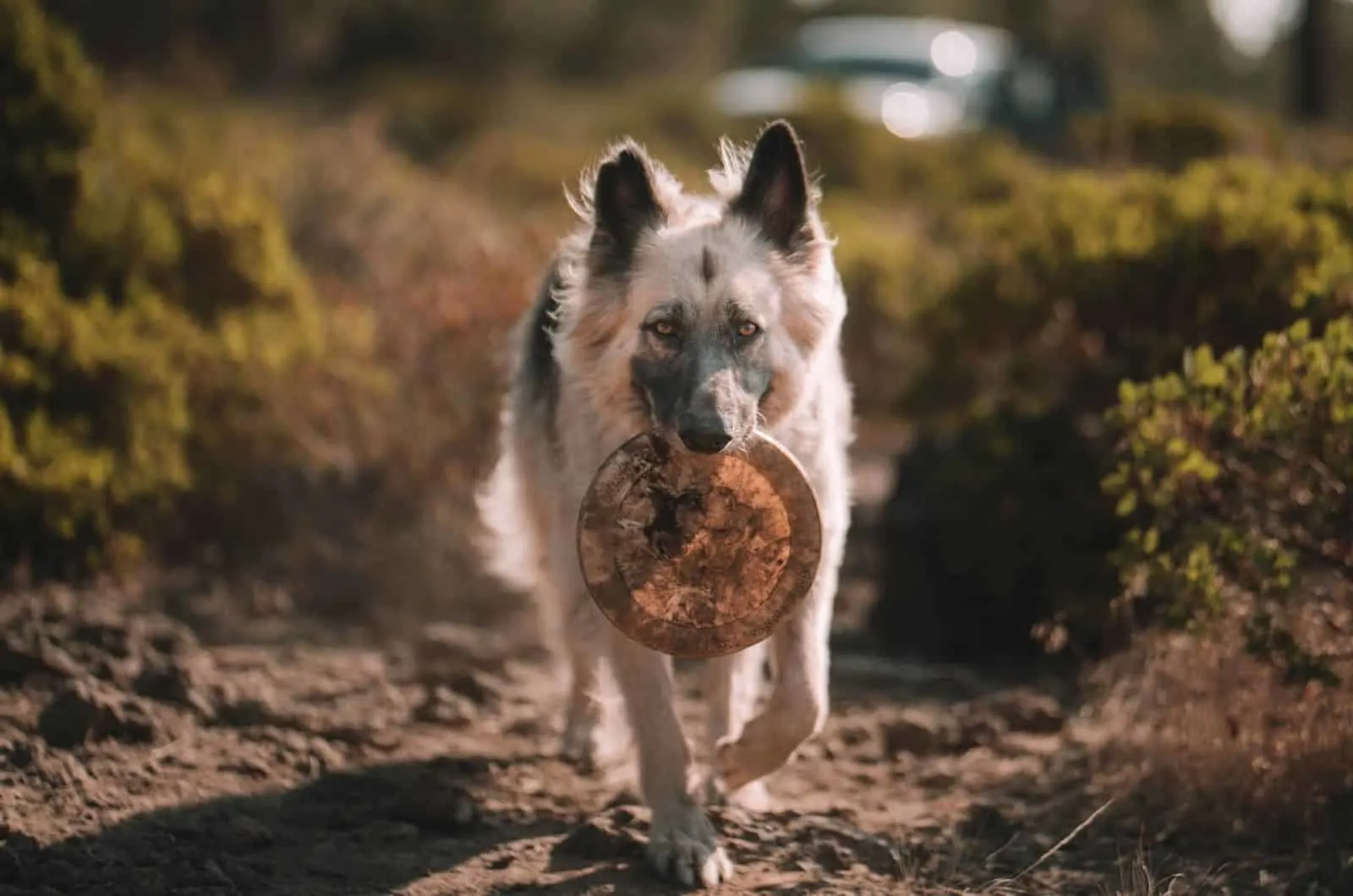 silver german shepherd with a frisbee