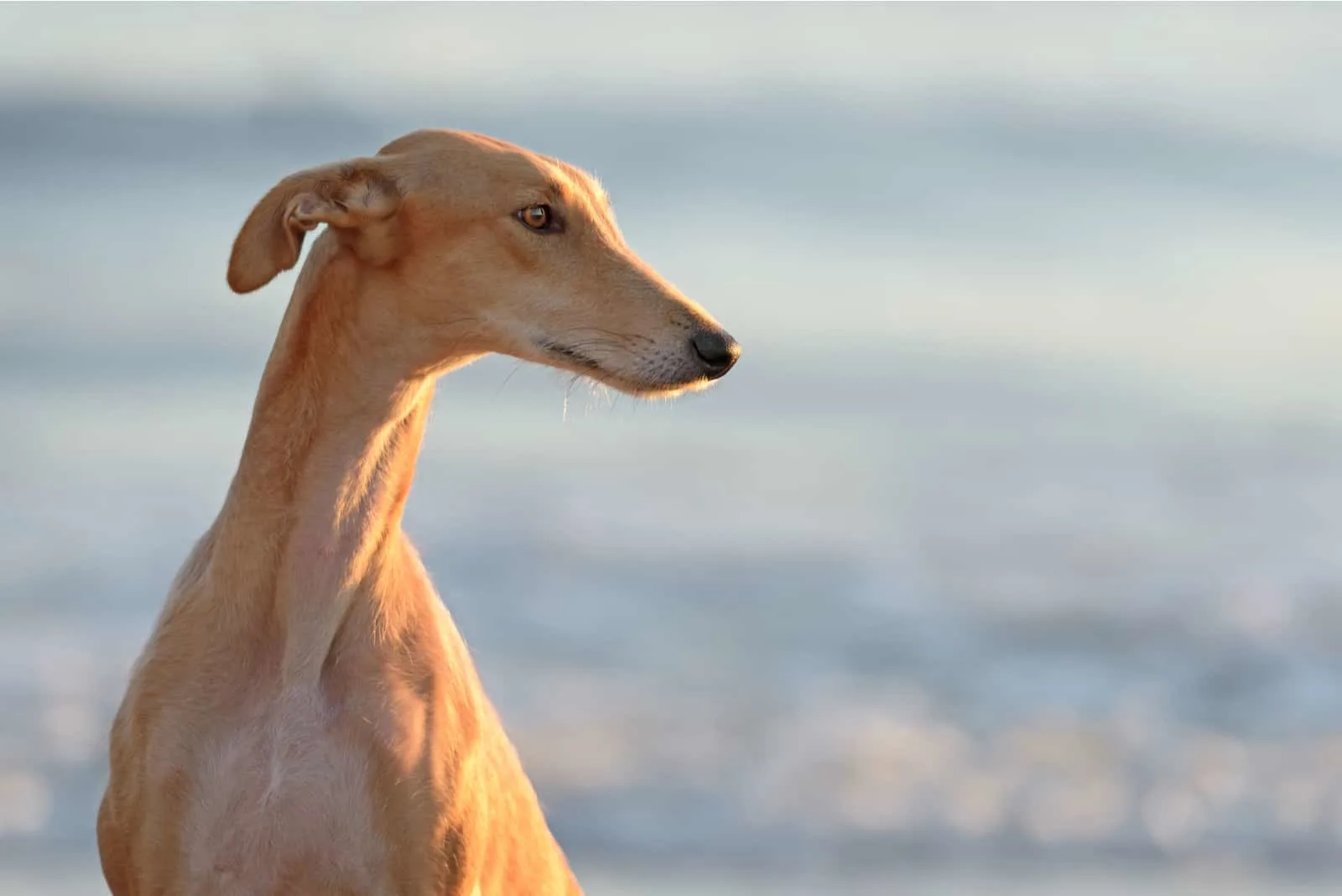 Spanish Greyhound dog outdoors at the beach