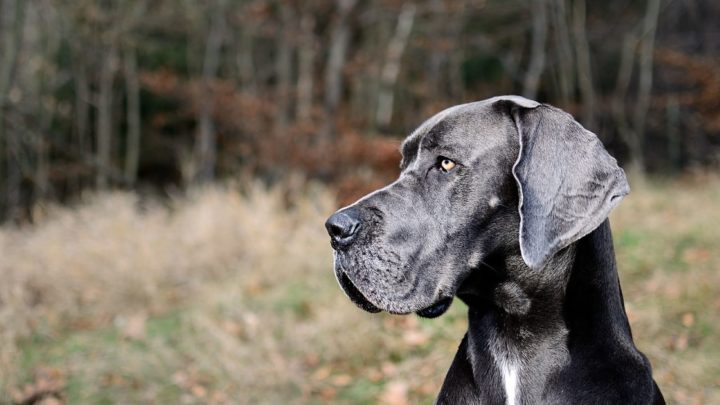 Top 10 Great Dane Breeders: Where To Find Puppies For Sale