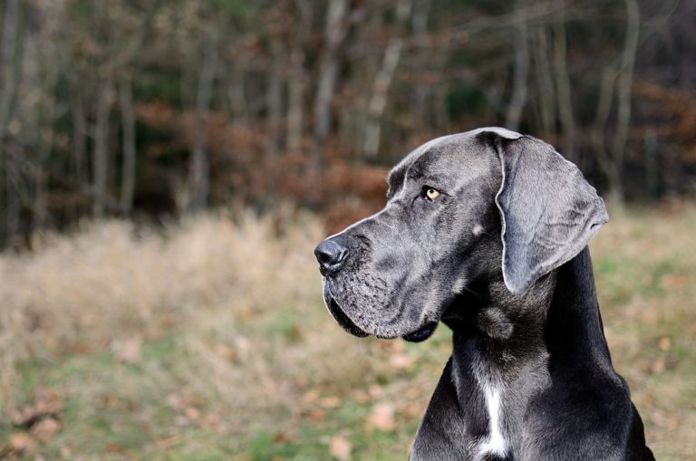 black great dane dog