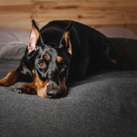 doberman pinscher on bed