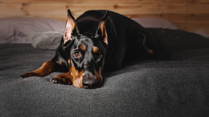Top 16 Best Dog Beds For Doberman Pinschers + Buyer’s Guide