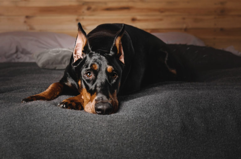 doberman pinscher on bed