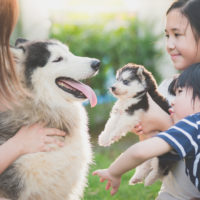family playing with siberian husky and her puppy