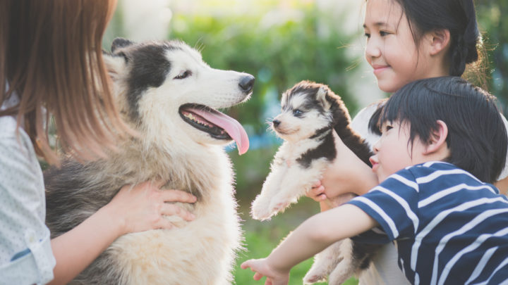 Top 9 Siberian Husky Breeders – Find Siberian Husky Puppies For Sale