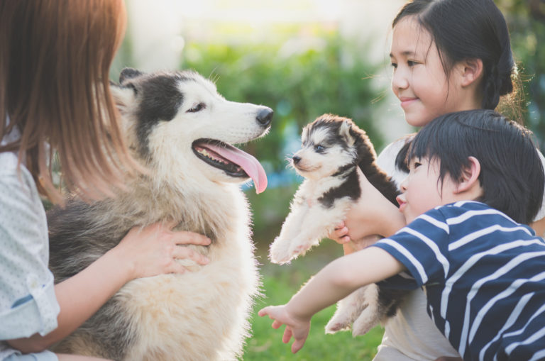 family playing with siberian husky and her puppy