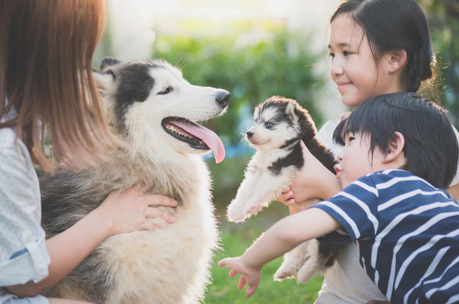 family playing with siberian husky and her puppy