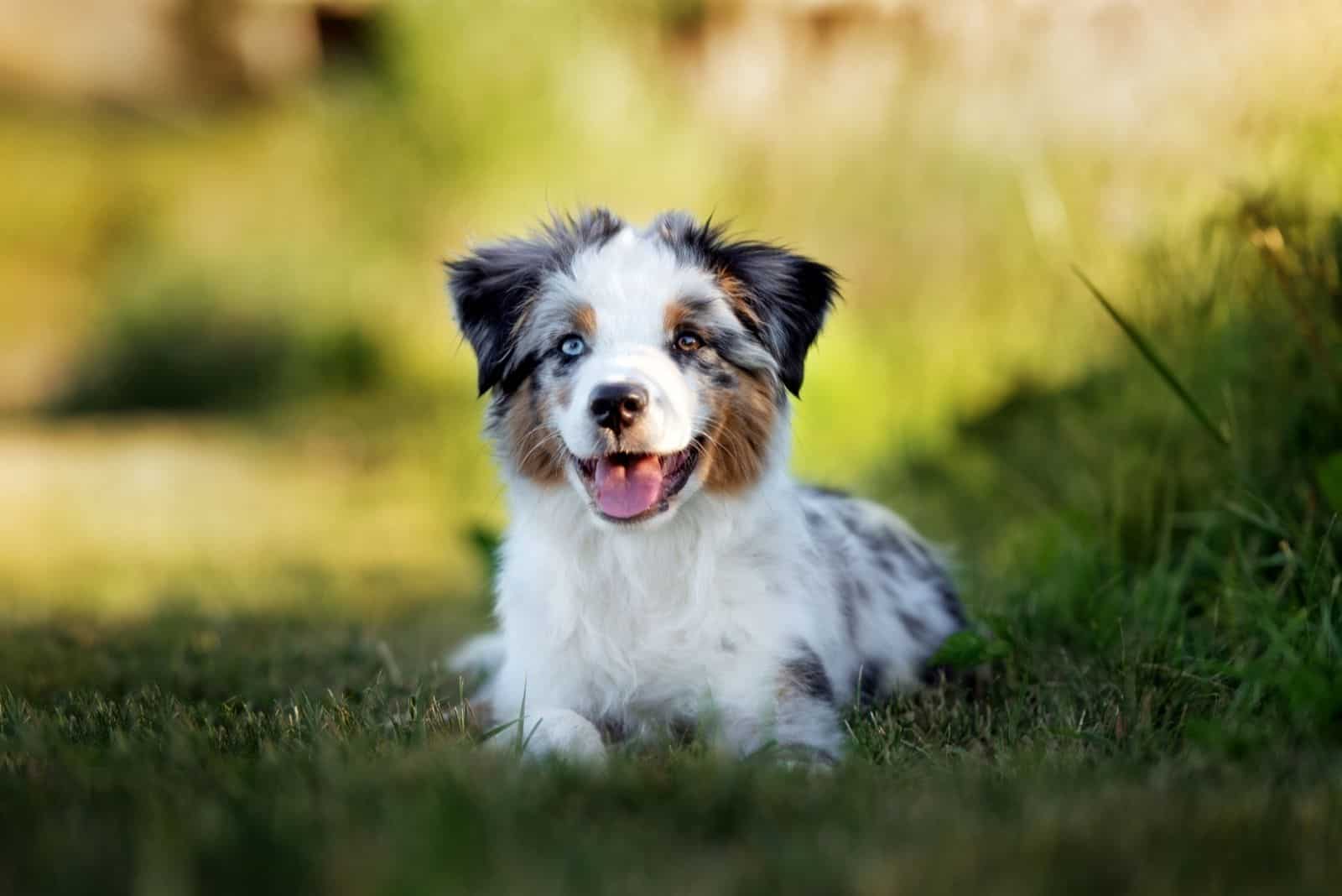 a small toy australian shepherd sitting down and looking at the camera