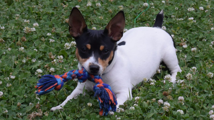 do mini fox terriers shed hair