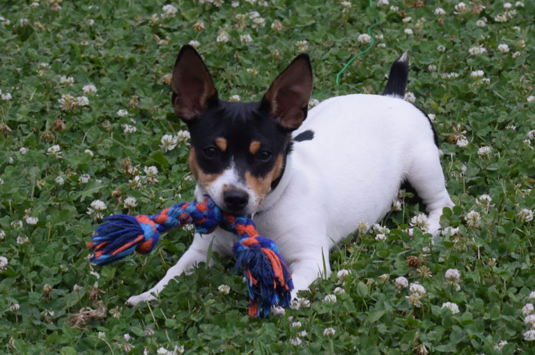 toy rat terrier playing outdoors
