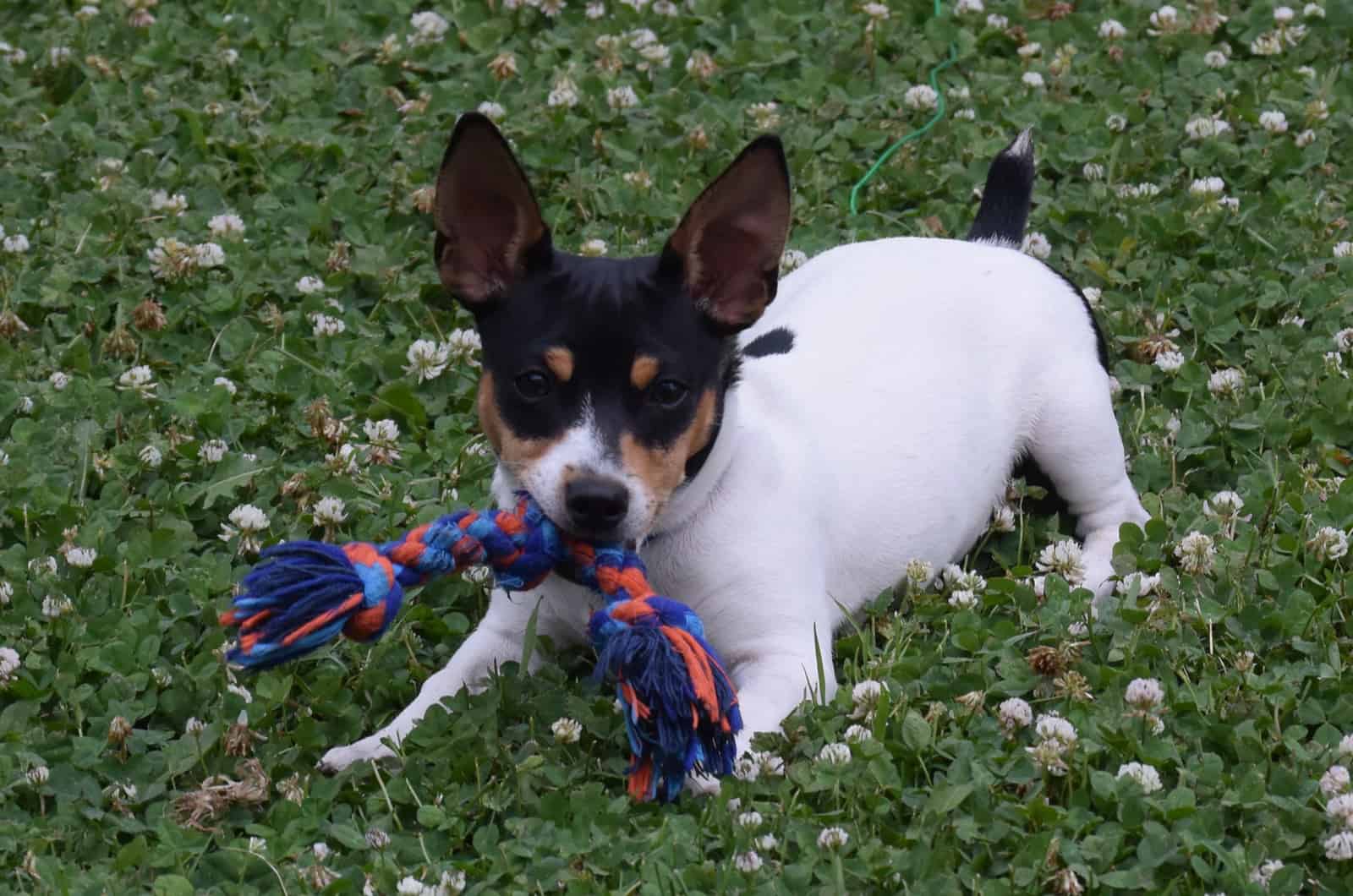 toy rat terrier playing outdoors