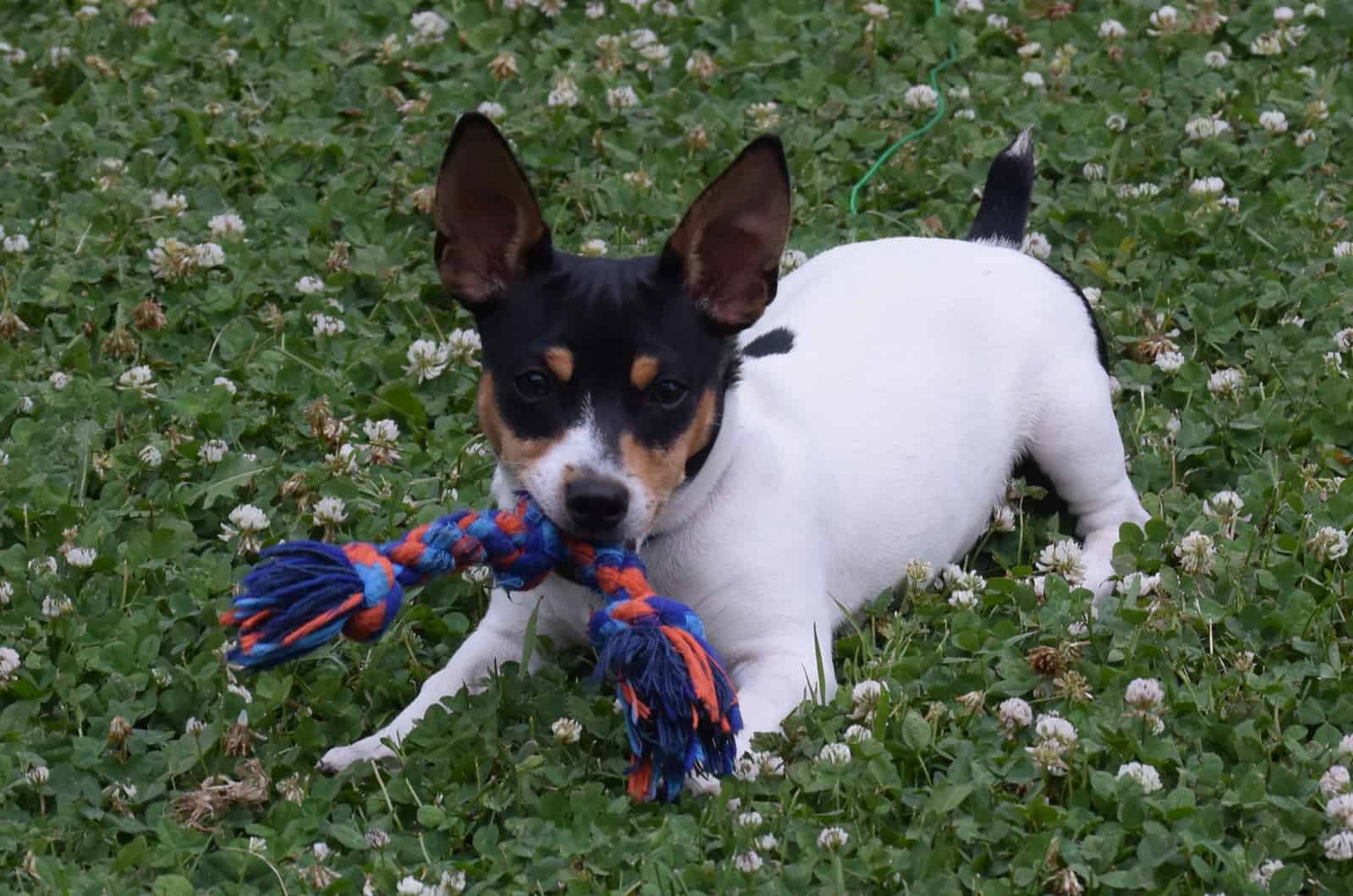 Toy Rat Terrier A Small Dog With