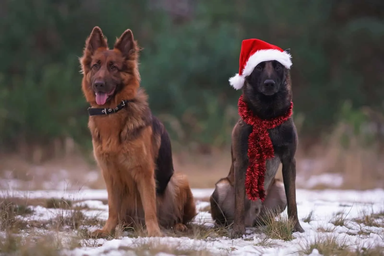 Two Sheepdogs sitting (liver long-haired German Shepherd and Belgian Malinois) on a snow in a forest