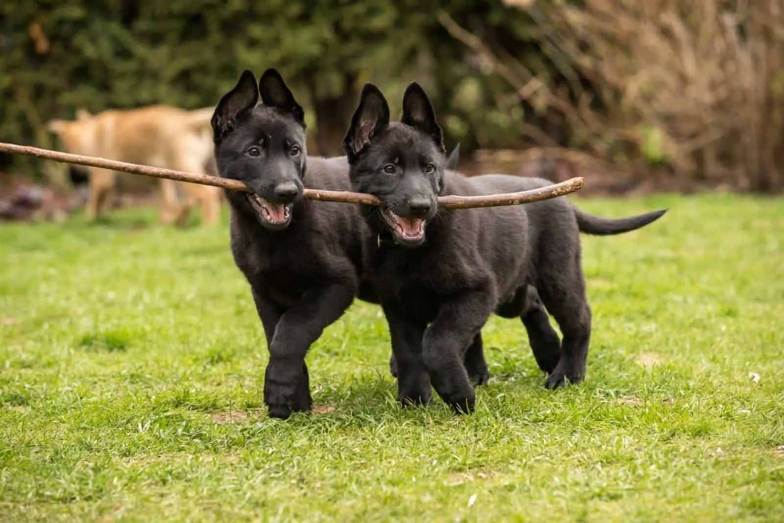 Two black working line German shepherd puppies brings one stick