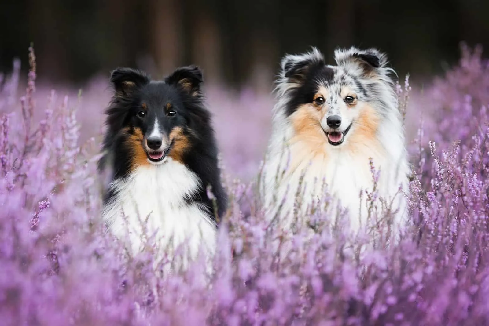 Two cute dogs in flowers