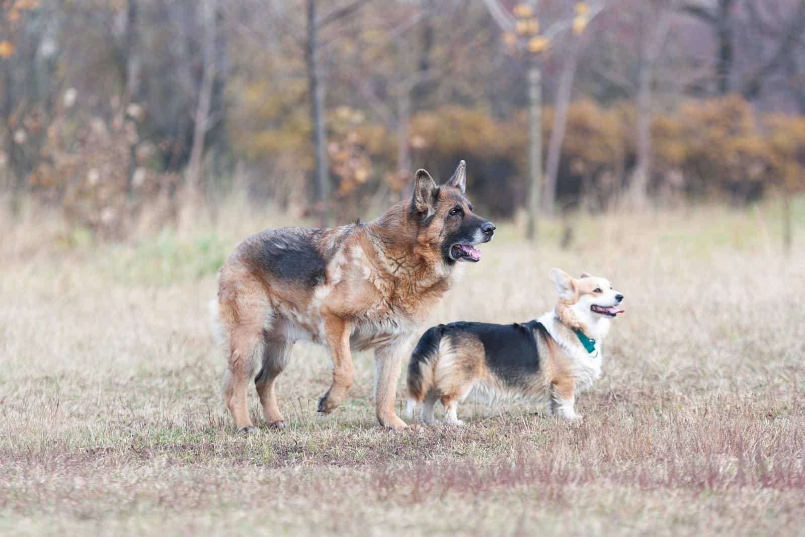 Two dogs breed German shepherd and Pembroke Welsh Corgi are in the Park