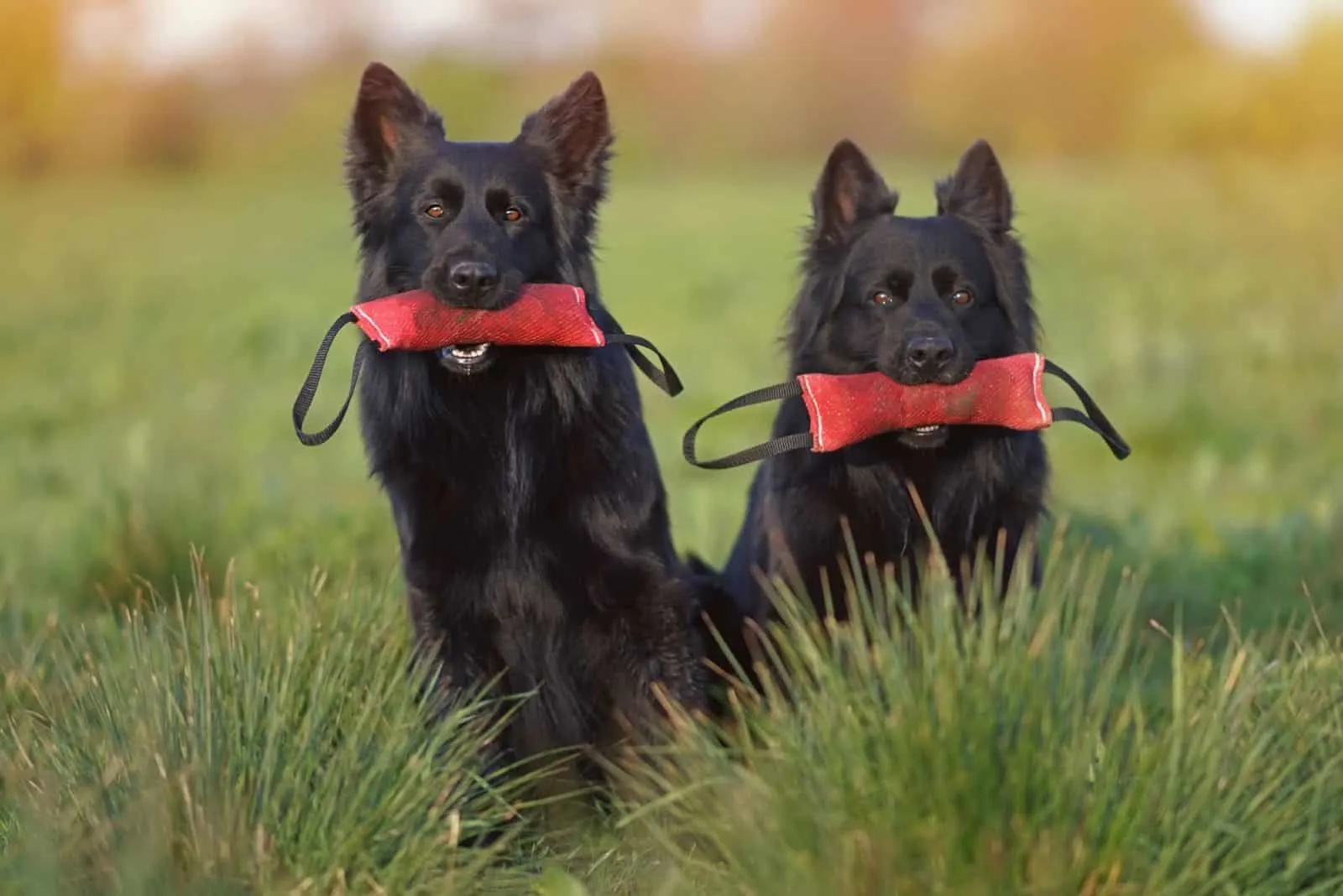 Two obedient long-haired black German Shepherd dogs sitting together in a green grass holding red soft bite tug toys in their mouths