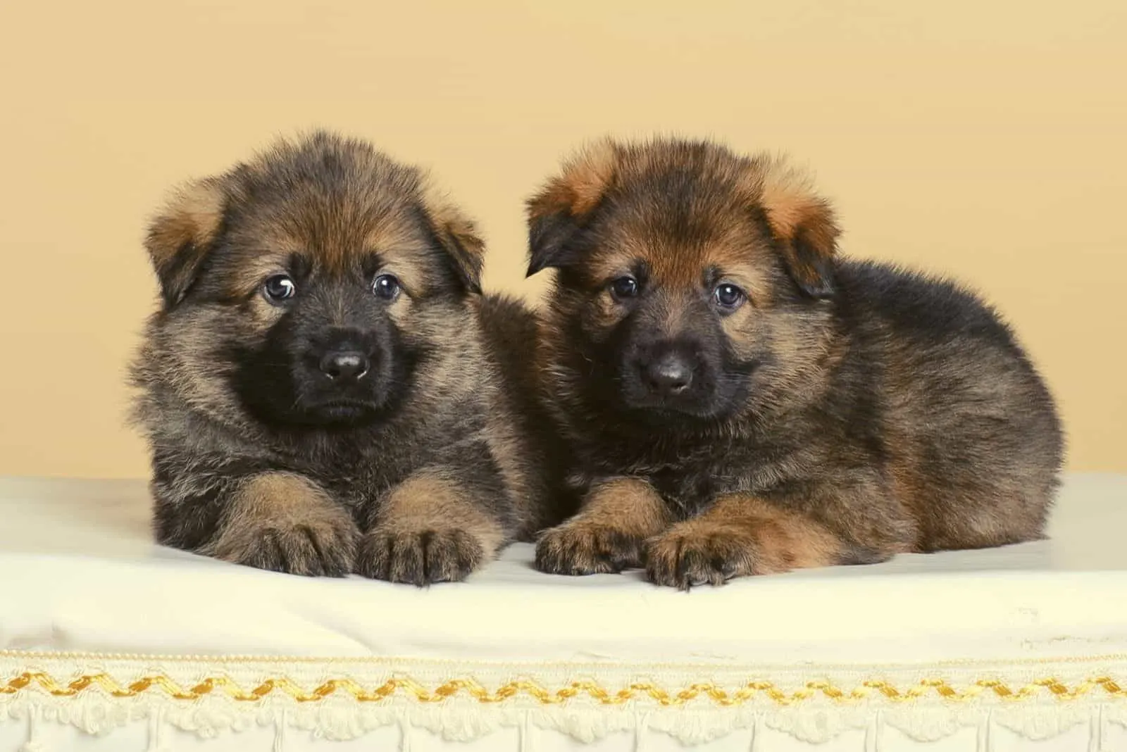 Two sable puppies german shepherd lying next to each other