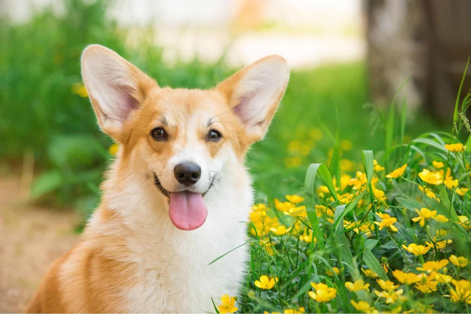 Welsh corgi pembroke portrait with tongue out and yellow flowers