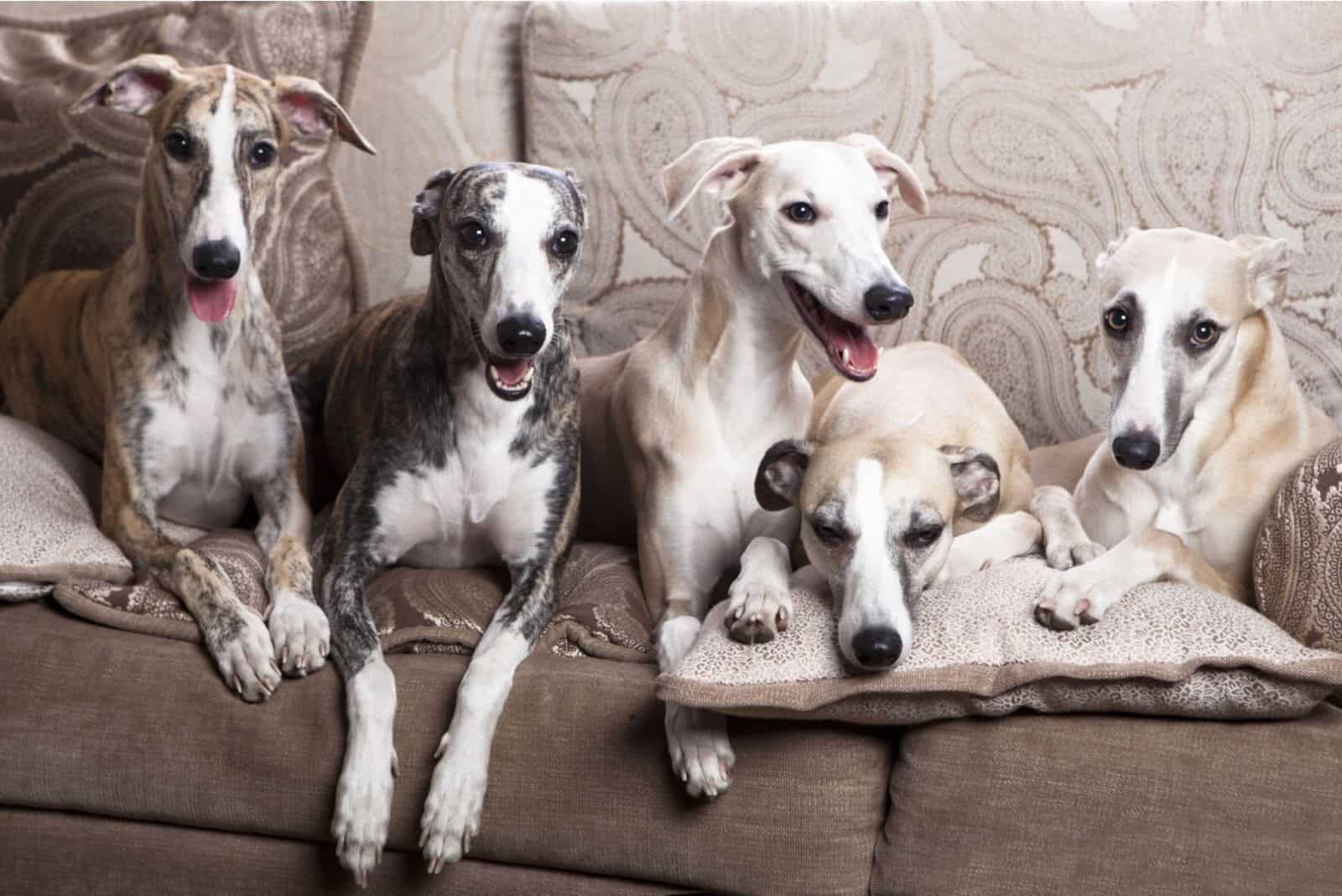 Whippets group lying on the sofa