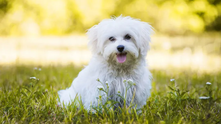 100+ White Dog Names: Unique Ideas How To Name Your Pooch
