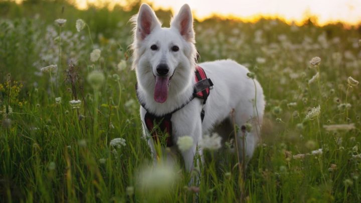 White German Shepherds: Your Best Guide To A Unique Canine