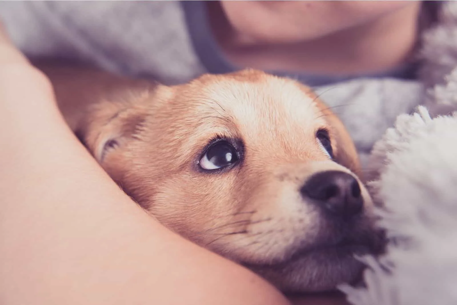 Young puppy dog hugged by the owner in focus image