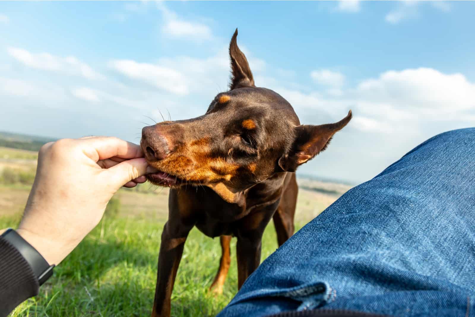a man sits in a meadow and feeds a Doberman