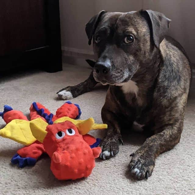 adorable corgi mix adoption with toy