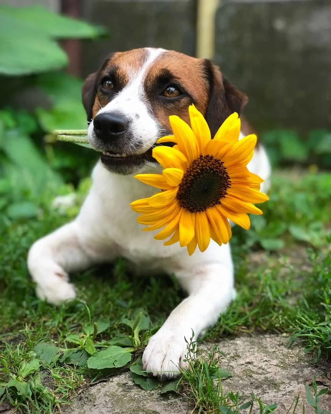 adorable dog lying on the grass holding flower in his mouth