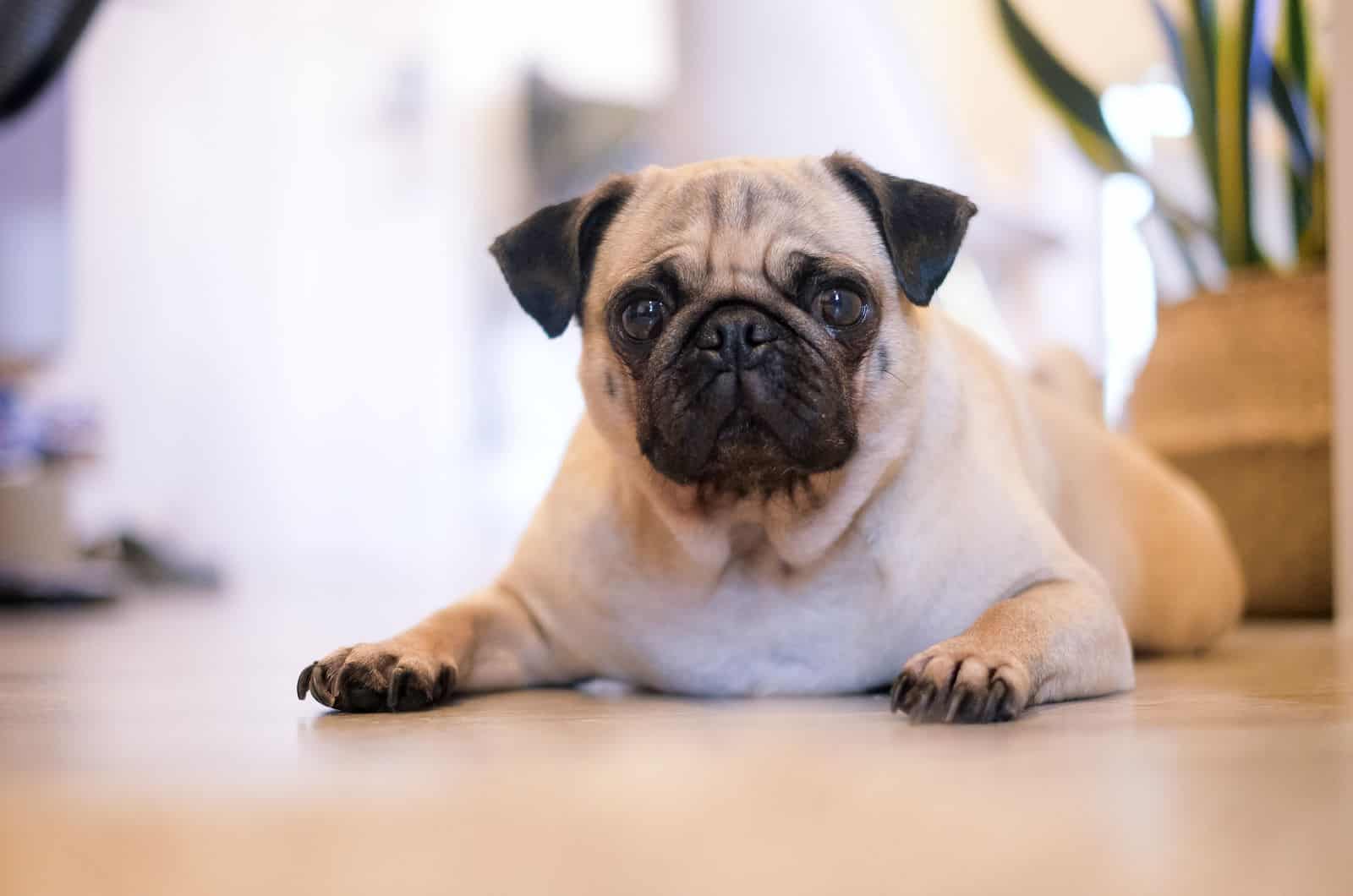 adorable fawn pug sitting