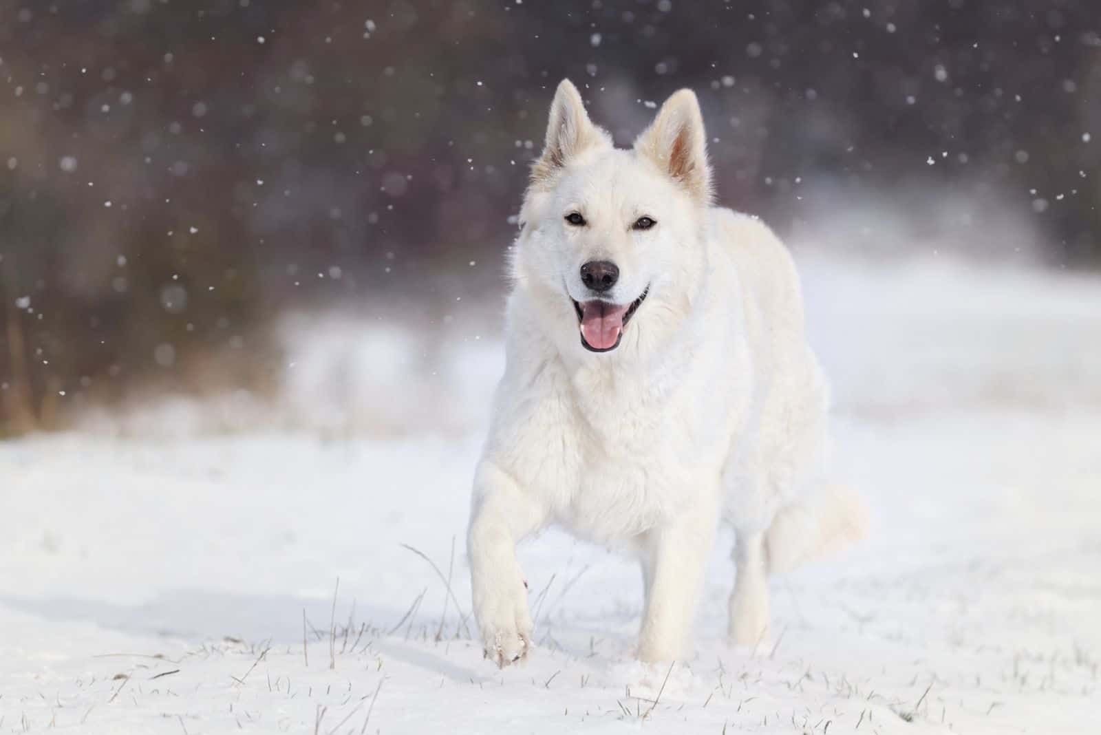 adorable white german shepherd dog running in the snow 