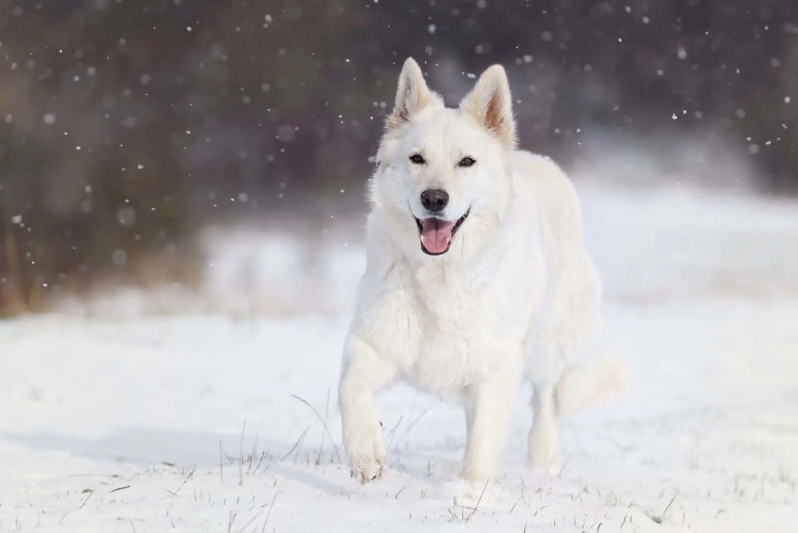 adorable white german shepherd dog running in the snow 