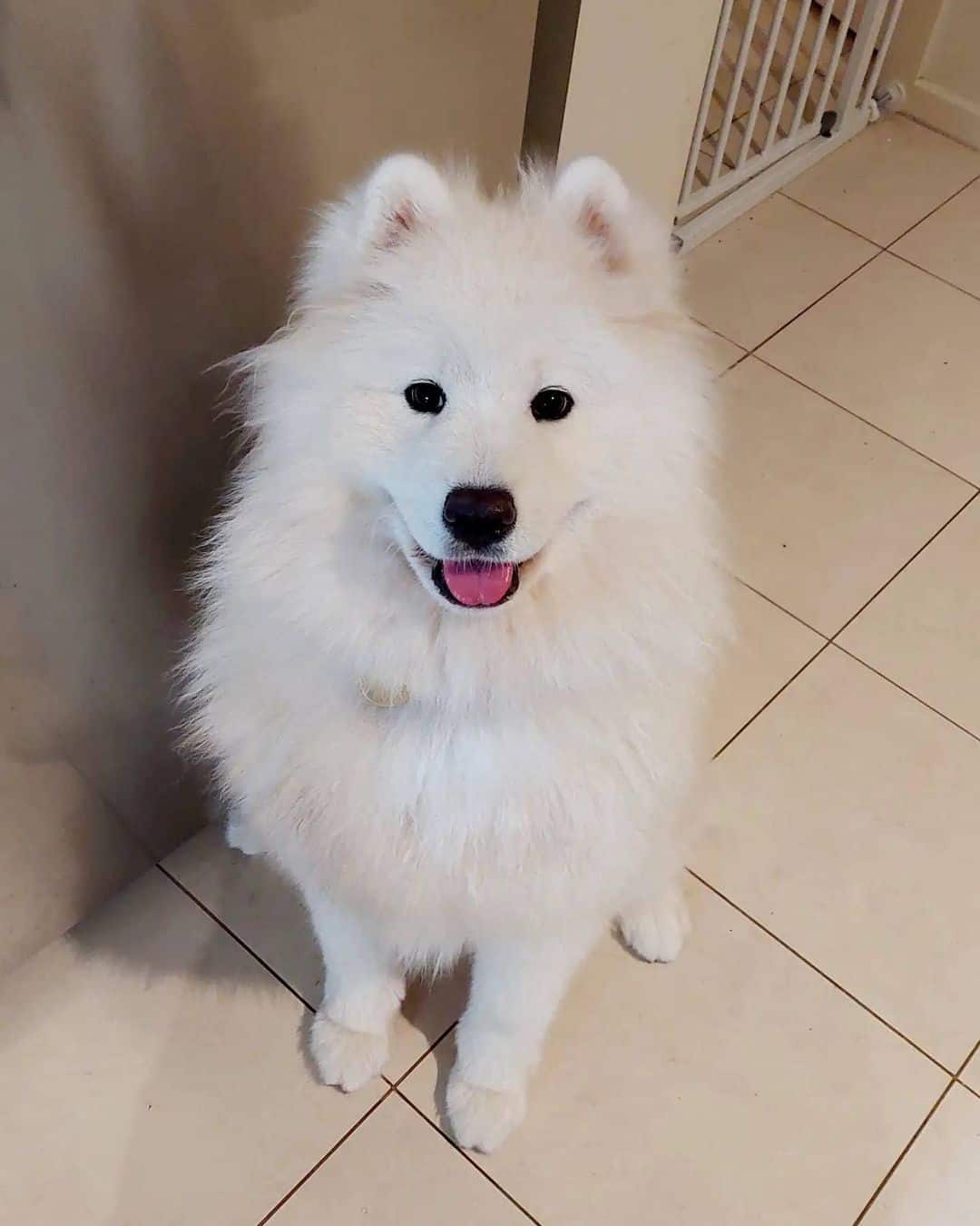 adorable white samoyed dog sitting on the floor