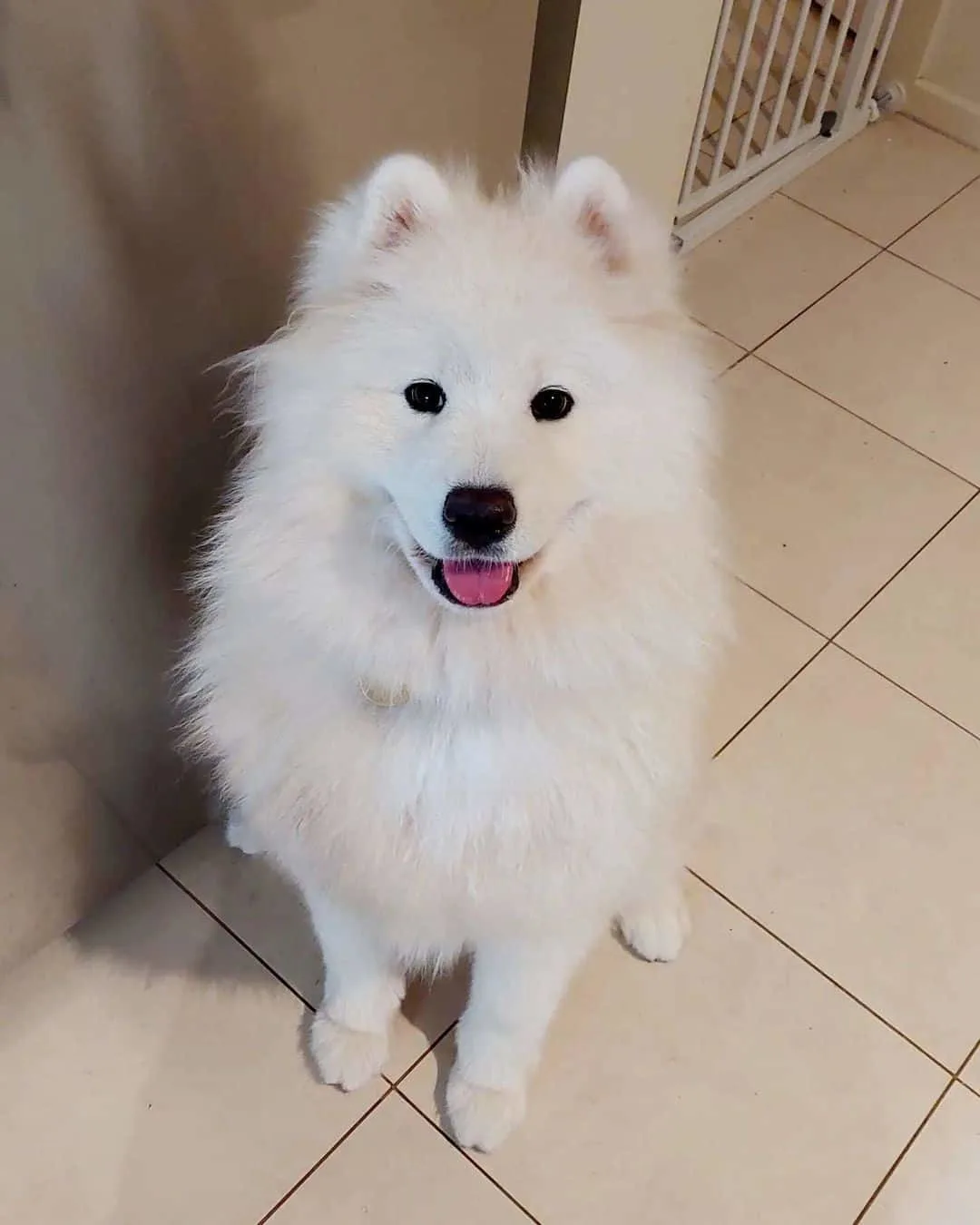 adorable white samoyed dog sitting on the floor